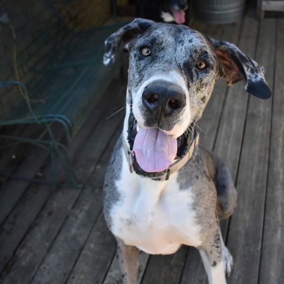 Meet your Posher, Lynette - Picture 4 of 6